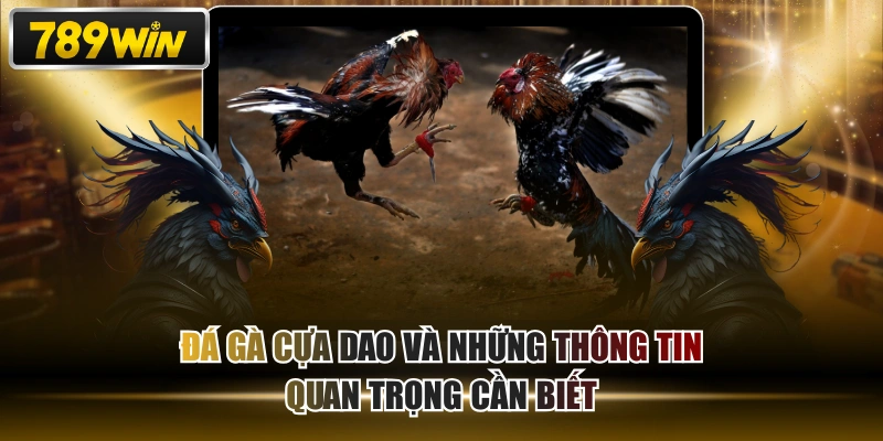 Đá Gà Cựa Dao Và Những Thông Tin Quan Trọng Cần Biết