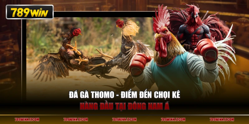 Đá gà Thomo - Điểm đến chọi kê hàng đầu tại Đông Nam Á